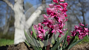 Hyacinth jacinth flower