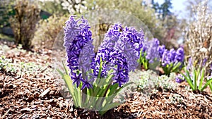 hyacinth or jacinth flower purple color growing outside, closeup slow motion, nature