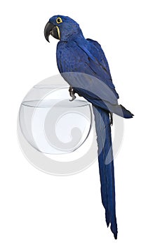 Hyacinth Macaw, 1 year old, perched on an aquarium photo