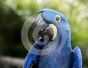 Hyacinth Macaw