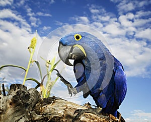 Hyacinth Macaw