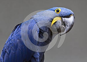 Hyacinth macaw