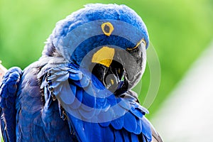 Hyacinth Macaw