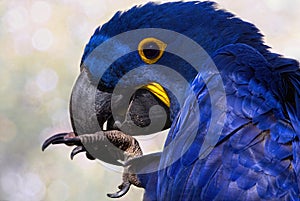 Hyacinth Macaw