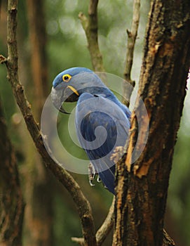 The hyacinth macaw Anodorhynchus hyacinthinus