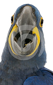Hyacinth Macaw, Anodorhynchus hyacinthinus, 30 years old