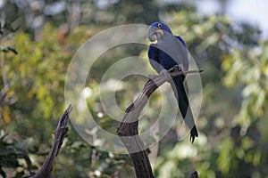 Hyacinth macaw, Anodorhynchus hyacinthinus,