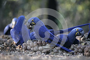 Hyacinth macaw, Anodorhynchus hyacinthinus,