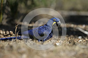 Hyacinth macaw, Anodorhynchus hyacinthinus,