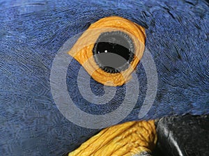 Hyacinth macaw, Anodorhynchus hyacinthinus,