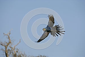 Hyacinth macaw, Anodorhynchus hyacinthinus