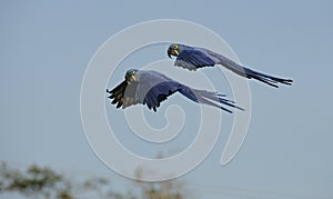 Hyacinth macaw, Anodorhynchus hyacinthinus