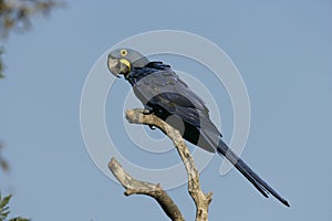 Hyacinth macaw, Anodorhynchus hyacinthinus