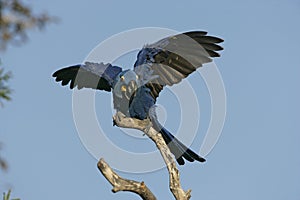 Hyacinth macaw, Anodorhynchus hyacinthinus