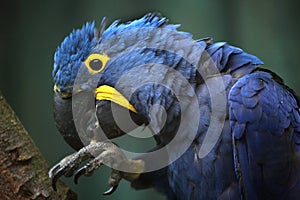 Hyacinth macaw (Anodorhynchus hyacinthinus).