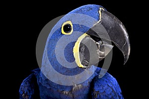 Hyacinth macaw (Anodorhynchus hyacinthinus)