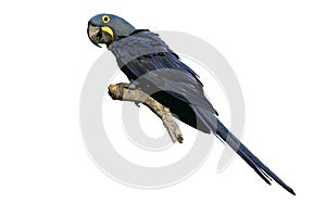 Hyacinth macaw, Anodorhynchus hyacinthinus