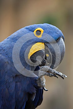 Hyacinth macaw (Anodorhynchus hyacinthinus).