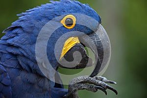 Hyacinth macaw Anodorhynchus hyacinthinus.