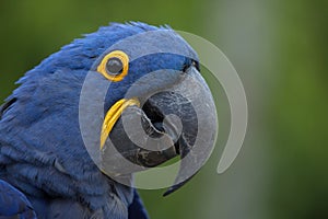 Hyacinth macaw Anodorhynchus hyacinthinus.