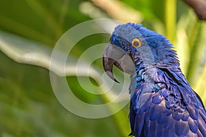 Hyacinth macaw or Anodorhynchus hyacinthinus