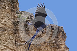 Hyacinth Macaw, anodorhynchus hyacinthinus, Adult in Flight