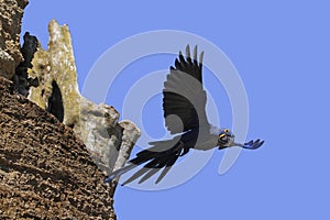 Hyacinth Macaw, anodorhynchus hyacinthinus, Adult in Flight