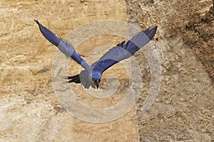 Hyacinth Macaw, anodorhynchus hyacinthinus, Adult in Flight