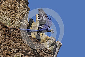 Hyacinth Macaw, anodorhynchus hyacinthinus, Adult in Flight