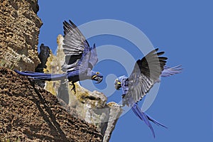 Hyacinth Macaw, anodorhynchus hyacinthinus, Adults in Flight