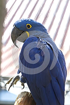 Hyacinth Macaw - Anodorhynchus hyacinthinus - beautiful large blue parrot with