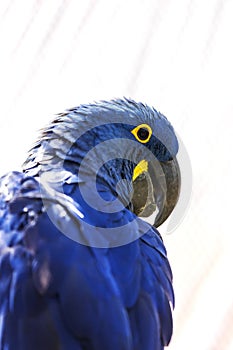 Hyacinth Macaw - Anodorhynchus hyacinthinus - beautiful large blue parrot with