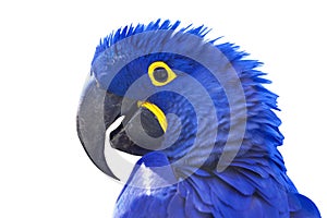 Hyacinth Macaw - Anodorhynchus hyacinthinus - beautiful large blue parrot with