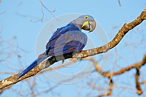 Hyacinth Macaw, Anodorhynchus hyacinthinus, big blue parrot sitting on the branch with dark blue sky, Pantanal, Brazil, South Amer