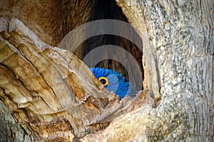 Hyacinth Macaw, Anodorhynchus hyacinthinus, big blue parrot in tree nest hole cavity, bird in the nature habitat mato Grosso, Pant