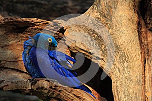 Hyacinth Macaw, Anodorhynchus hyacinthinus, big blue rare parrot in tree nest hole, bird in the nature forest habitat, Pantanal, B