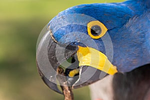 Hyacinth Macaw, Anodorhynchus hyacinthinus, blue parrot.