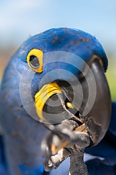 Hyacinth Macaw, Anodorhynchus hyacinthinus, blue parrot.