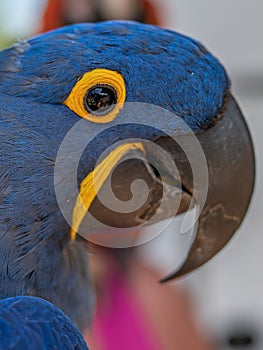 Hyacinth Macaw, Anodorhynchus hyacinthinus, blue parrot.