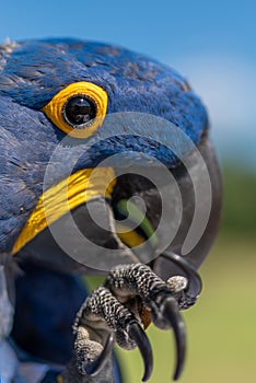 Hyacinth Macaw, Anodorhynchus hyacinthinus, blue parrot. Portrait of big blue parrot, Pantanal,