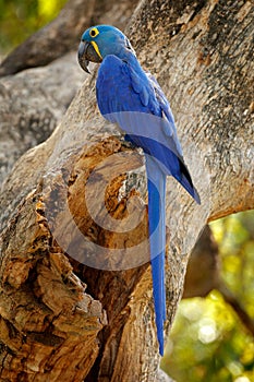 Hyacinth Macaw, Anodorhynchus hyacinthinus, blue parrot. Portrait big blue parrot, Pantanal, Argentina, South America. Beautiful r