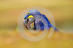 Hyacinth Macaw, Anodorhynchus hyacinthinus, blue parrot. Portrait big blue parrot, Pantanal, Brazil, South America. Beautiful rare