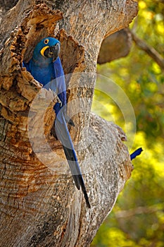 Hyacinth Macaw, Anodorhynchus hyacinthinus, blue parrot. Portrait big blue parrot, Pantanal, Brazil, South America. Beautiful rare