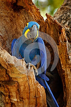 Hyacinth Macaw, Anodorhynchus hyacinthinus, blue parrot. Portrait big blue parrot, Pantanal, Brazil, South America. Beautiful rare