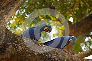 Hyacinth Macaw, Anodorhynchus hyacinthinus, blue parrot. Portrait two big blue parrot, Brazil, South America. Beautiful rare bird