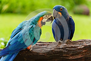 hyacinth macaw (anodorhynchus hyacinthinus) with blue-and-yellow macaw (Ara ararauna