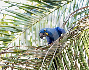 Hyacinth Macaw (Anodorhynchus hyacinthinus) in Brazil