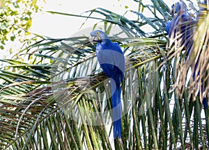 Hyacinth Macaw (Anodorhynchus hyacinthinus) in Brazil