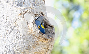 Hyacinth Macaw (Anodorhynchus hyacinthinus) in Brazil