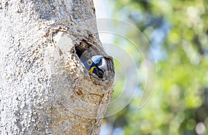 Hyacinth Macaw (Anodorhynchus hyacinthinus) in Brazil